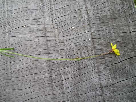 Byttneria jaculifolia Pohl - Malvaceae Erva decumbente, 0,6 m. Folhas alternas, simples, inteiras; pecíolo bastante longo (3 vezes ou mais o comprimento da lâmina foliar).