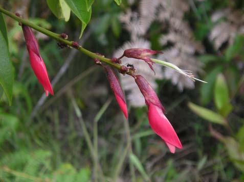 2000). Camptosema aff. coriaceum (Nees & C. Mart.) Benth. Fabaceae Semi-arbusto, 1,5 m. Folhas alternas, compostas trifolioladas.