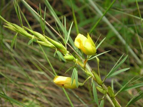 Chamaecrista desvauxii (Collad.) Killip Fabaceae Erva, 0,6 m. Folhas alternas, compostas (quatro folíolos).