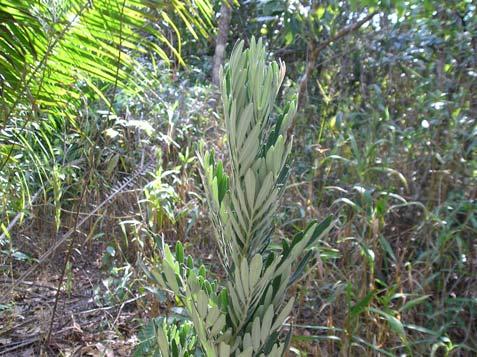 Chamaecrista paniculata (Benth) H. S. Irwin & Barneby Fabaceae Semi-arbusto, 0,7 m, piloso. Folhas alternas, compostas paripinadas, cartáceas.