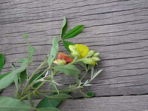 Aspectos ecológicos: habita a borda da mata, floresce em março. Crotalaria velutina Benth. Fabaceae Semi-arbusto, 0,3 m, piloso.
