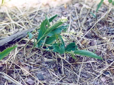 Aspectos ecológicos: habita a borda da mata, floresce de outubro a novembro e frutifica de novembro a dezembro. Cuphea spermacoce A. St.-Hil. - Lythraceae Erva, 0,3-0,4 m.