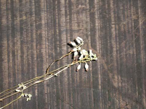 Folhas alternas, simples, atrofiadas. Inflorescência racemosa, terminal.