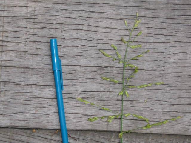 ) Döll - Poaceae Erva, 2,5 m, colmo glabro. Folhas alternas, simples.