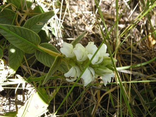 Flores zigomorfas, brancas; dois estames; ovário súpero. Fruto do tipo cápsula.
