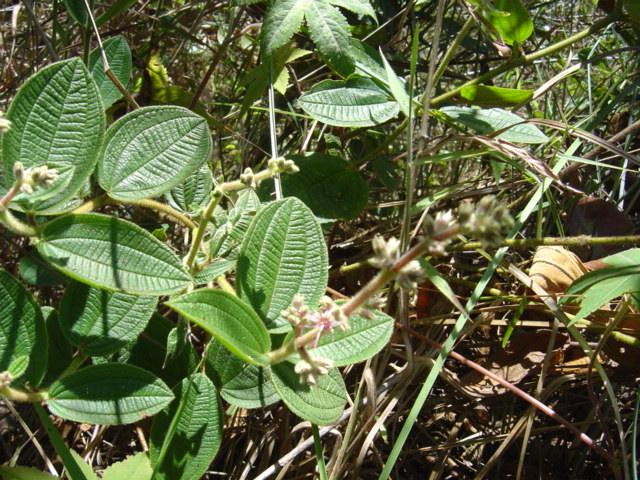 Leandra polystachya (Naudin.) Cogn. Melastomataceae Semi-arbusto, 1 m, piloso, com caule verde e vináceo.