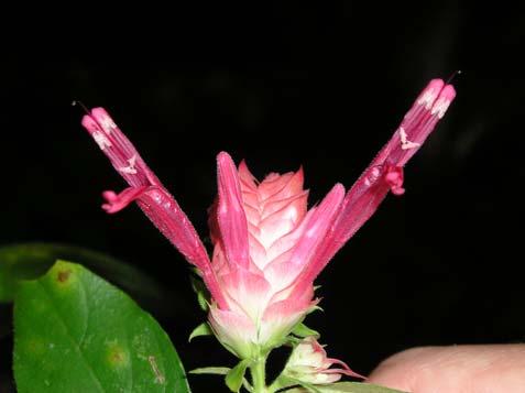 Lepidagathis floribunda (Pohl) C. Kameyama Acanthaceae Semi-arbusto, 1-1,6 m.