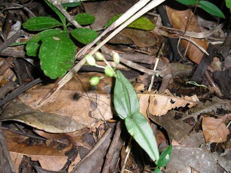Aspectos ecológicos: habita a borda da mata, floresce de março a junho. Malaxis sp. Orchidaceae Erva, 0,15 m.
