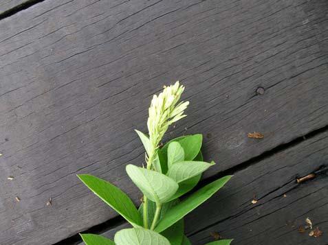 Mandevilla erecta (Vell.) Woodson Apocynaceae Erva, 0,6 m, pilosa, latescente. Folhas opostas, simples, inteiras.