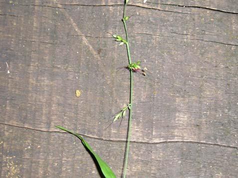 Oplismenus hirtellus (L.) P. Beauv. - Poaceae Erva, 0,4 m, perene. Folhas alternas, simples, inteiras. Inflorescência composta por racemos unilaterais; terminal.