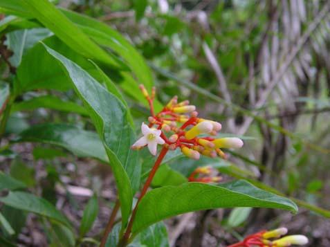 Palicourea crocea (Sw.) Roem. & Schult. Rubiaceae Semi-arbusto, 0,5-1,5 m. Folhas opostas, simples; estípulas interpeciolares.