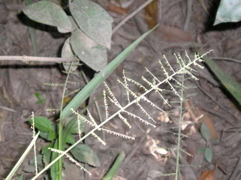Panicum pilosum Sw. - Poaceae Erva, 0,5 m. Folhas alternas, simples, inteiras.