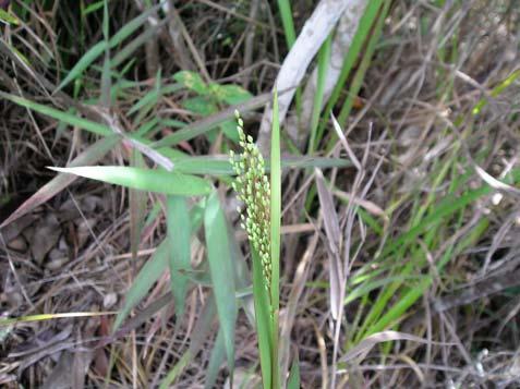 Panicum sp. - Poaceae Erva, 0,2-0,7 m, colmo vináceo.