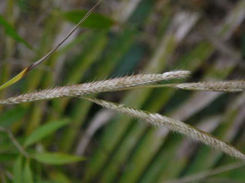 Paspalum sp. - Poaceae Erva, 1,2 m. Folhas alternas, simples, inteiras.