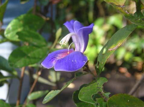 Flores zigomorfas; pétalas com face adaxial lilás e abaxial esbranquiçada; vexilo vináceo com listras