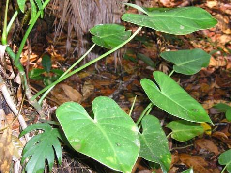 Philodendron wullschlaegelii Schott Araceae Erva rastejante ou trepadeira, 0,5-1,0 m.