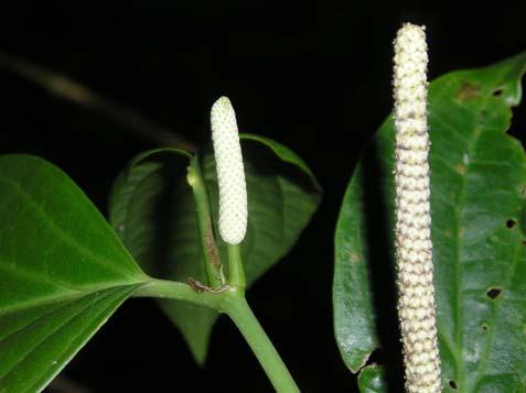 Piper cernuum Vell. Piperaceae Semi-arbusto, 2,1 m. Folhas, alternas, simples, inteiras, acródromas, pilosas; base assimétrica; pecíolo alado.