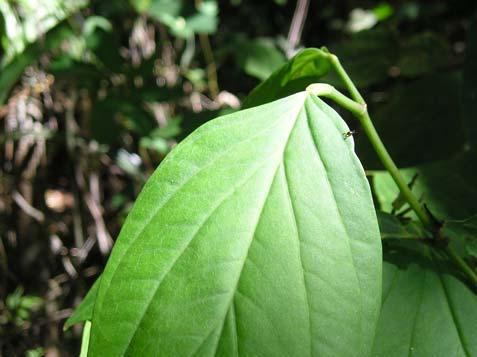 Aspectos ecológicos: habita o interior da mata, floresce de julho a setembro (Carvalho-Silva & Cavalcanti 2002) e em janeiro. Piper crassinervium Kunth Piperaceae Semi-arbusto, 2,0 m.