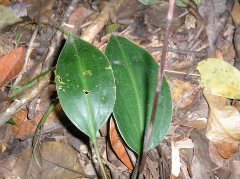 Prescottia stachyoides (Sw.) Lindl. Orchidaceae Erva, 0,6 m.