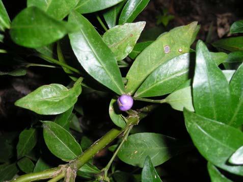Psychotria subtriflora Müll. Arg. - Rubiaceae Semi-arbusto, 1-1,5 m.