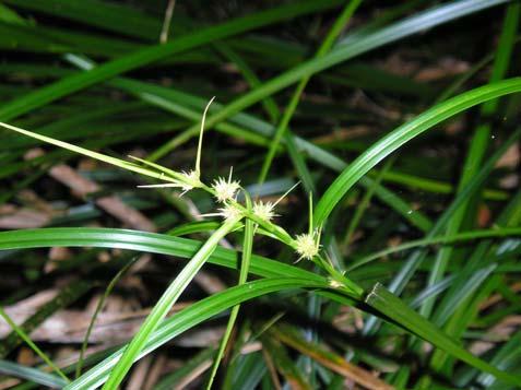 Rhyncospora exaltata Kunth Cyperaceae Erva, 1 m. Folhas alternas, simples; margem aculeado-serrada (cortante). Inflorescência do tipo glomérulo, axilares e terminais. Espiguetas verde-claras.