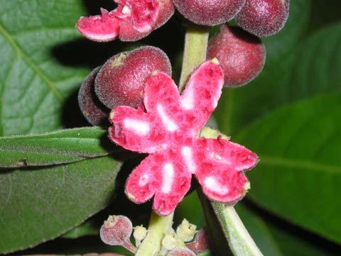 Aspectos ecológicos: habita a borda da mata, floresce de março a maio. Siparuna cujabana (Mart.) A. DC. - Siparunaceae Semi-arbusto, 2 m. Folhas opostas, simples; margem serreada.
