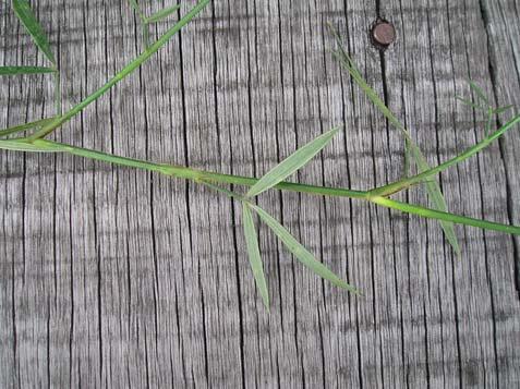 Fabaceae Erva, 0,5-1,5 m. Folhas alternas, compostas trifolioladas.