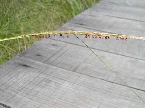 ex Willd.) Nees - Poaceae Erva, 0,6 m. Folhas alternas, simples, pilosas.