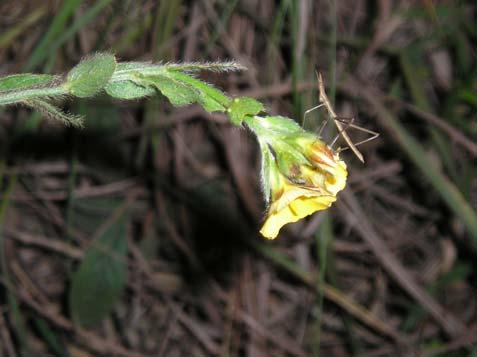 Flores actinomorfas, amarelas, pentâmeras; sépalas verdes de ápice marrom; cinco estames; ovário