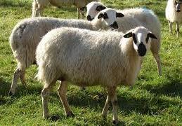 20% 20% Ovinos killed Sheep 37%