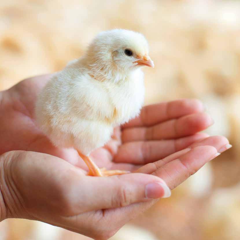 aves mais saudáveis e melhor