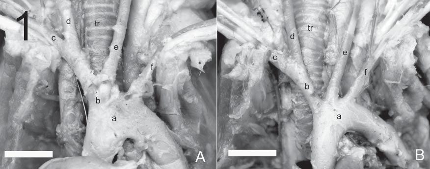 2262 Souza et al. Os animais foram contidos e eutanasiados com injeção de T 61 (3ml animal -1 ) pela via intrapulmonar.