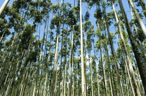 ACS Área Coleta Sementes - Sem Desbaste - Coleta