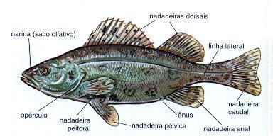 Peixes Superclasse Pisces Chondrichthyes Nadadeiras Peitorais,
