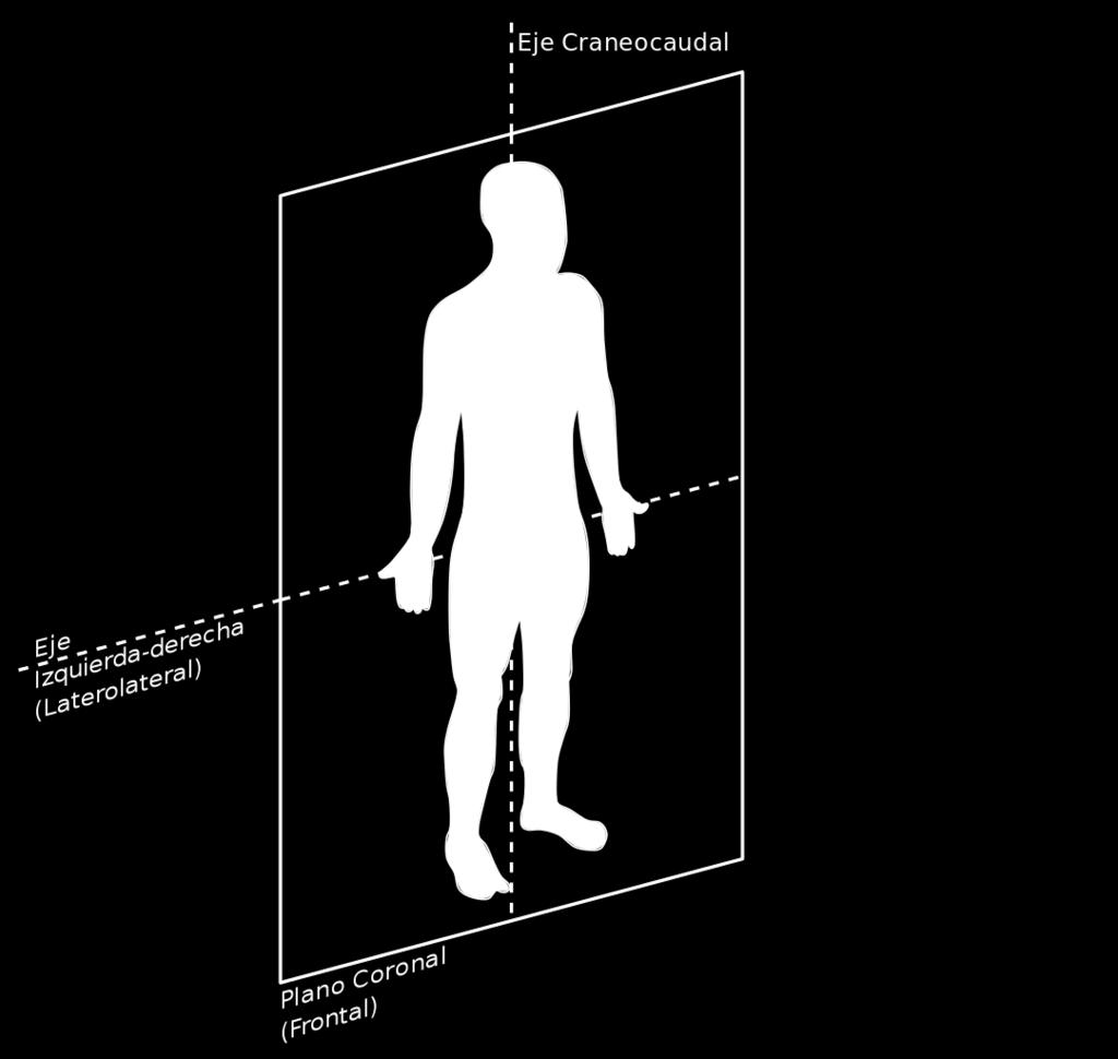 Plano Coronal ou Frontal Fonte: