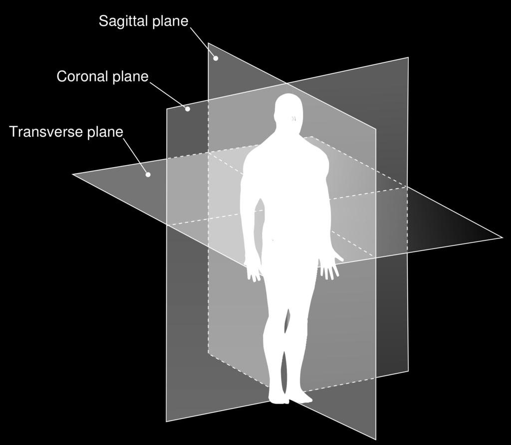 Horizontal, Transverso ou Axial Fonte: