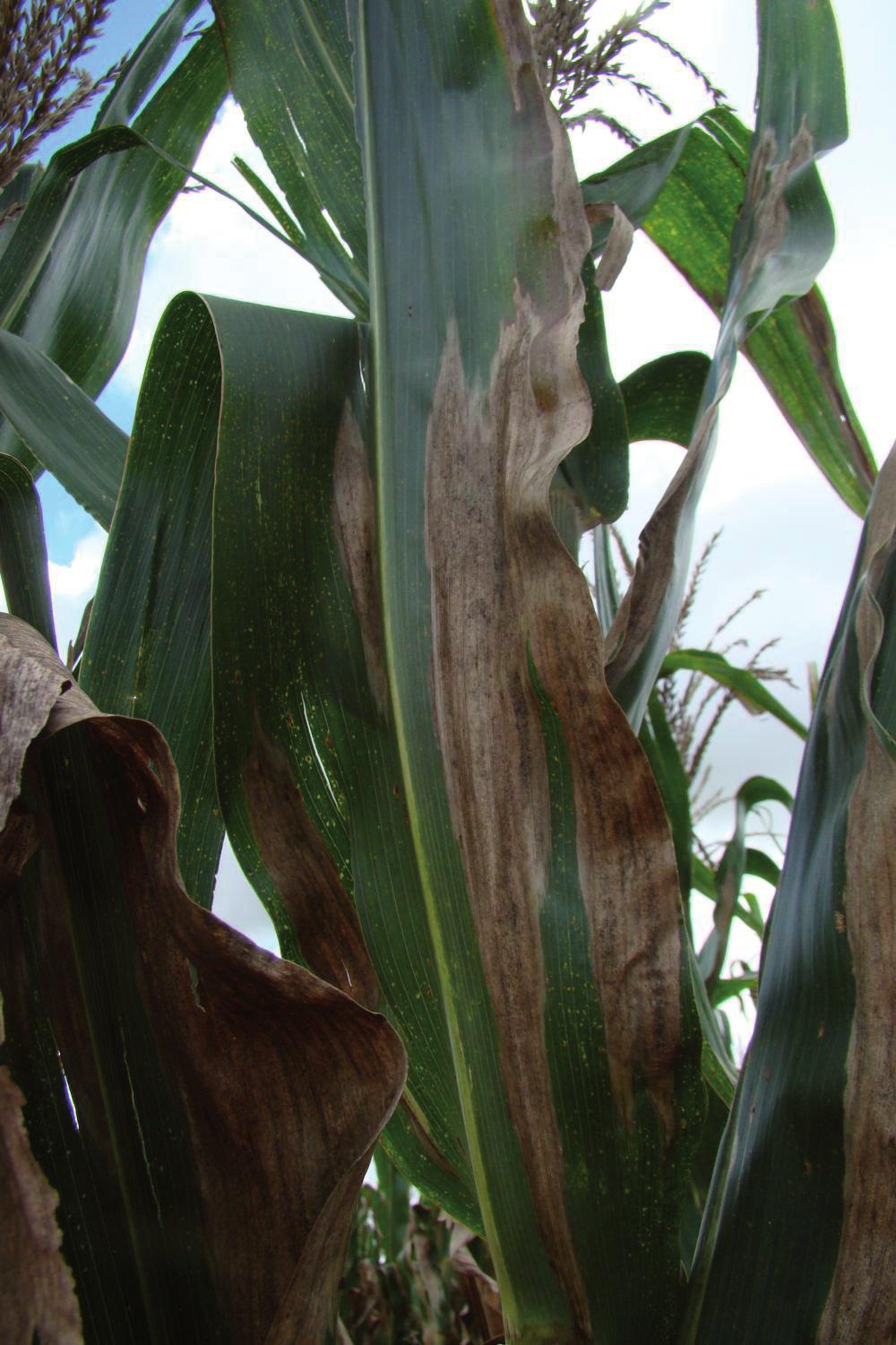 em Fitopatologia, Pesquisadora Embrapa Milho e Sorgo, Rod. MG 424, Km 65, caixa postal 151, CEP: 35701-970, Sete Lagoas, MG. dagma.silva@ embrapa.br Rodrigo Veras da Costa Engenheiro Agrônomo, D.Sc.