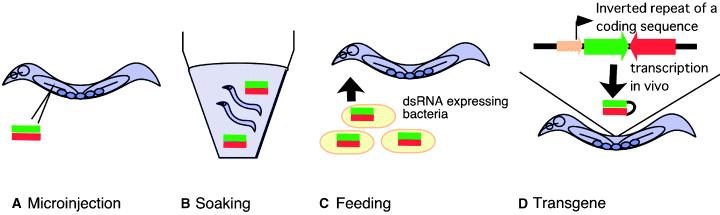 RNAi: Investigação básica RNAi é facilmente incorporado no genoma de C.