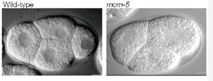 RNAi: Investigação básica Exemplo: silenciamento do gene mcm-5 (regulação do ciclo celular) Resultados: Observação do fenótipo: Controlo mcm-5(rnai) Fenótipo: Normal (controlo): 4