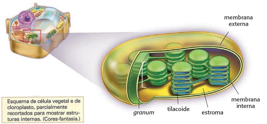 acontece apenas quando o cloroplasto está maduro (totalmente desenvolvido), e assim, não pode ser observado na fase de proplasto. - Grana: O conjunto de pilhas de tilacoides (granum) é chamado grana.