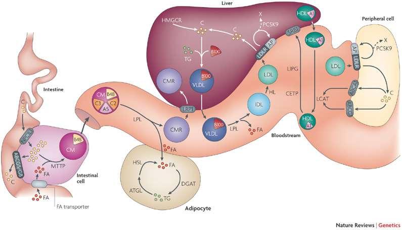 Metabolismo das