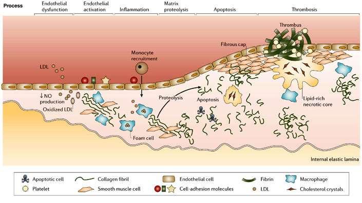 FISIOPATOLOGIA RADICAIS LIVRES