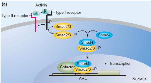 inibidores do sinal da ativina. As R-Smads envolvidas na sinalização da ativina são as Smads 2 e 3; a C-Smad é a Smad 4 e as I-Smads são as de número 6 e 7.