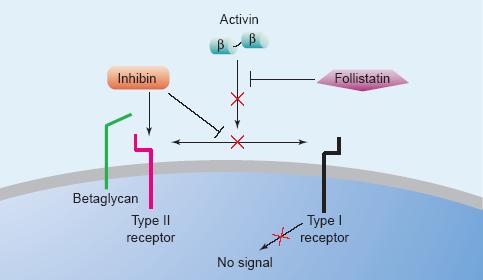 O betaglicano age como um co-receptor e, através de ligação de alta afinidade com a inibina, forma um complexo inativo com o receptor tipo II da ativina (ActRII ou ActRIIB).