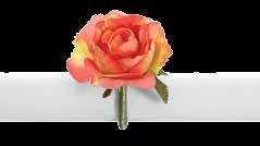 rosa nude 4 pcs 002135 rosa