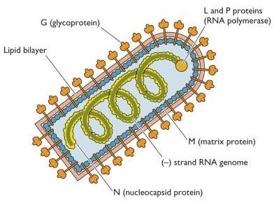 complexa Adenovírus DNA, ñ