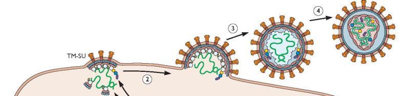 Formação do envelope Derivado da membrana plasmática (bi-camada fosfolipídica) Genoma viral não