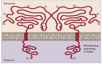 Integram a membrana Glicoproteínas do envelope Possuem um domínio externo e um