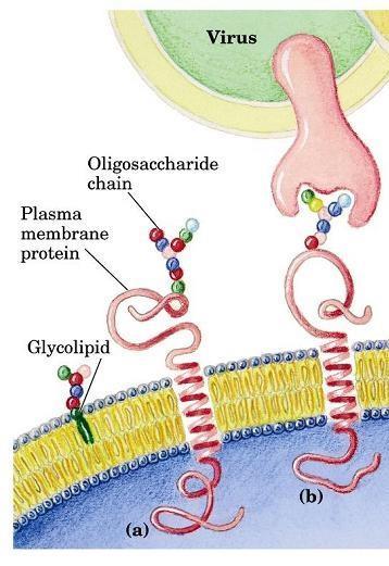 Glicoproteína viral Receptor celular