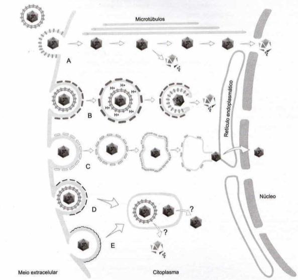 Passagem do vírus pela membrana plasmática Penetração A) Fusão com a memb.